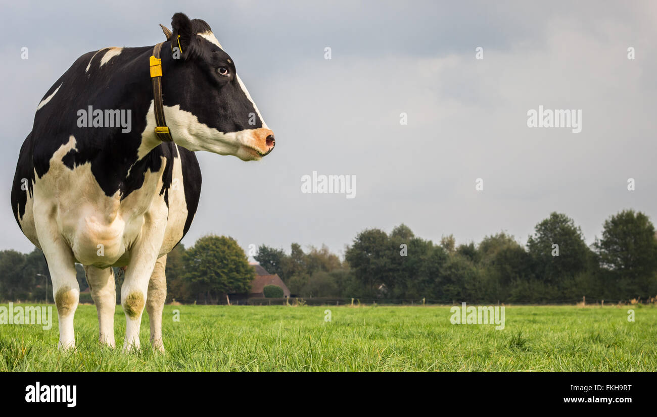 Dutch black and white cow in a grass meadow Stock Photo - Alamy