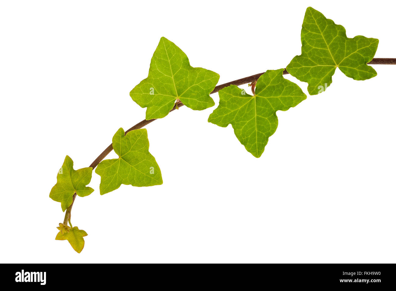 Branch of ivy isolated on white Stock Photo Alamy
