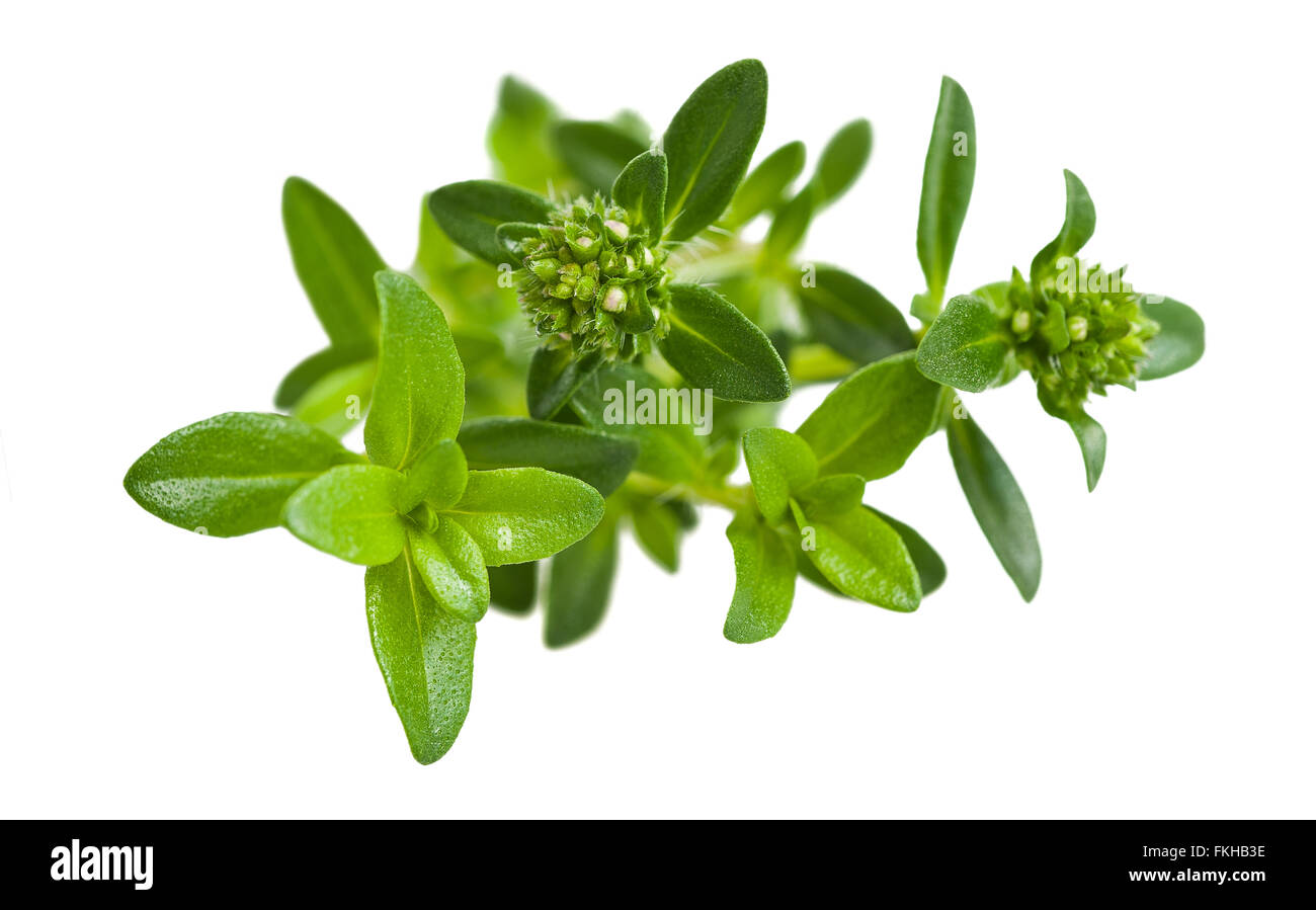 Summer savory branch isolated on white Stock Photo