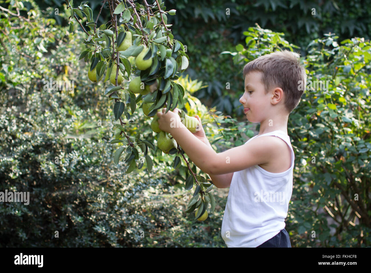 little boy reaching out to touch pear on tree.the child picks a pear tree Stock Photo