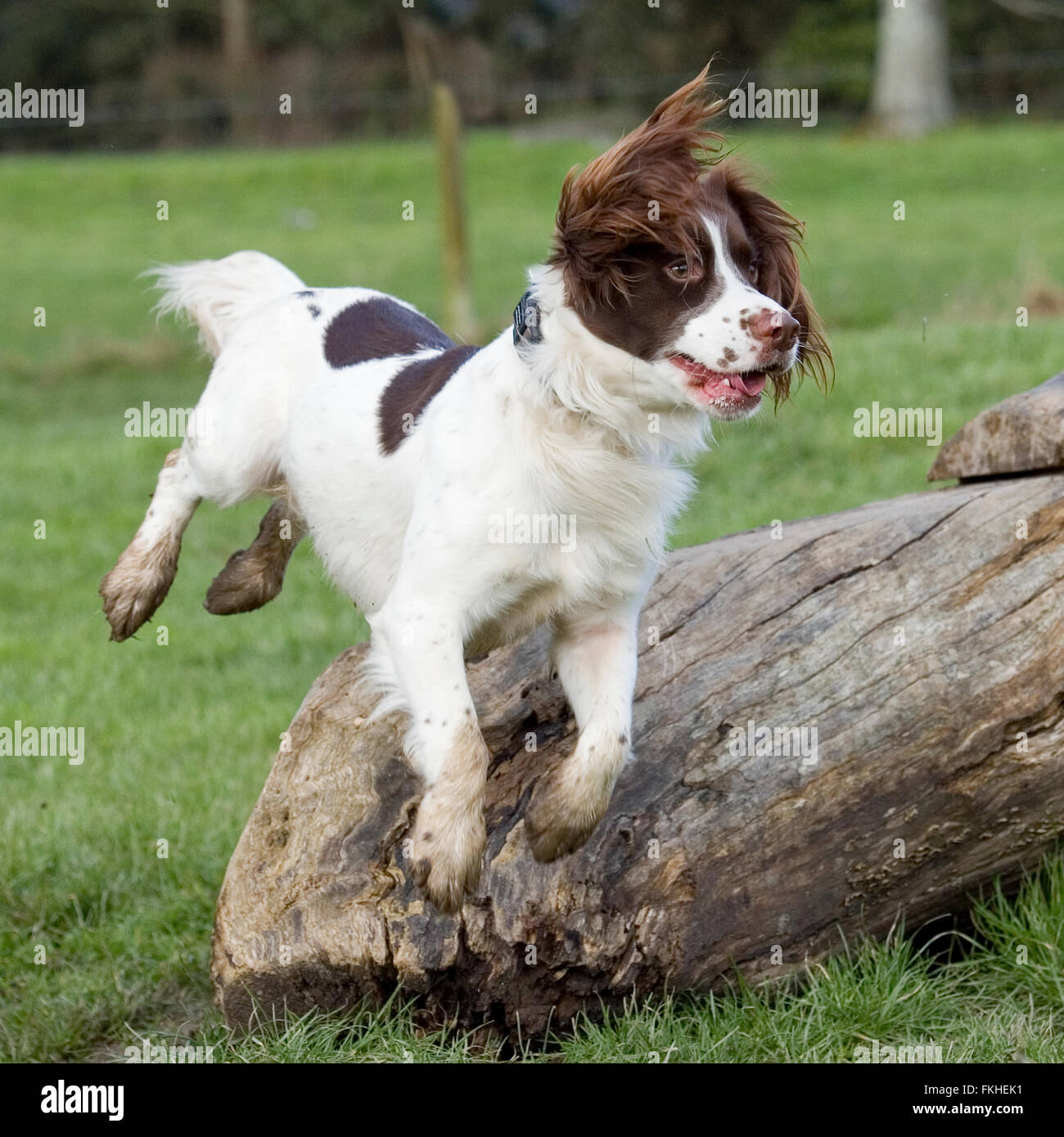 english springer spaniel leaping Stock Photo