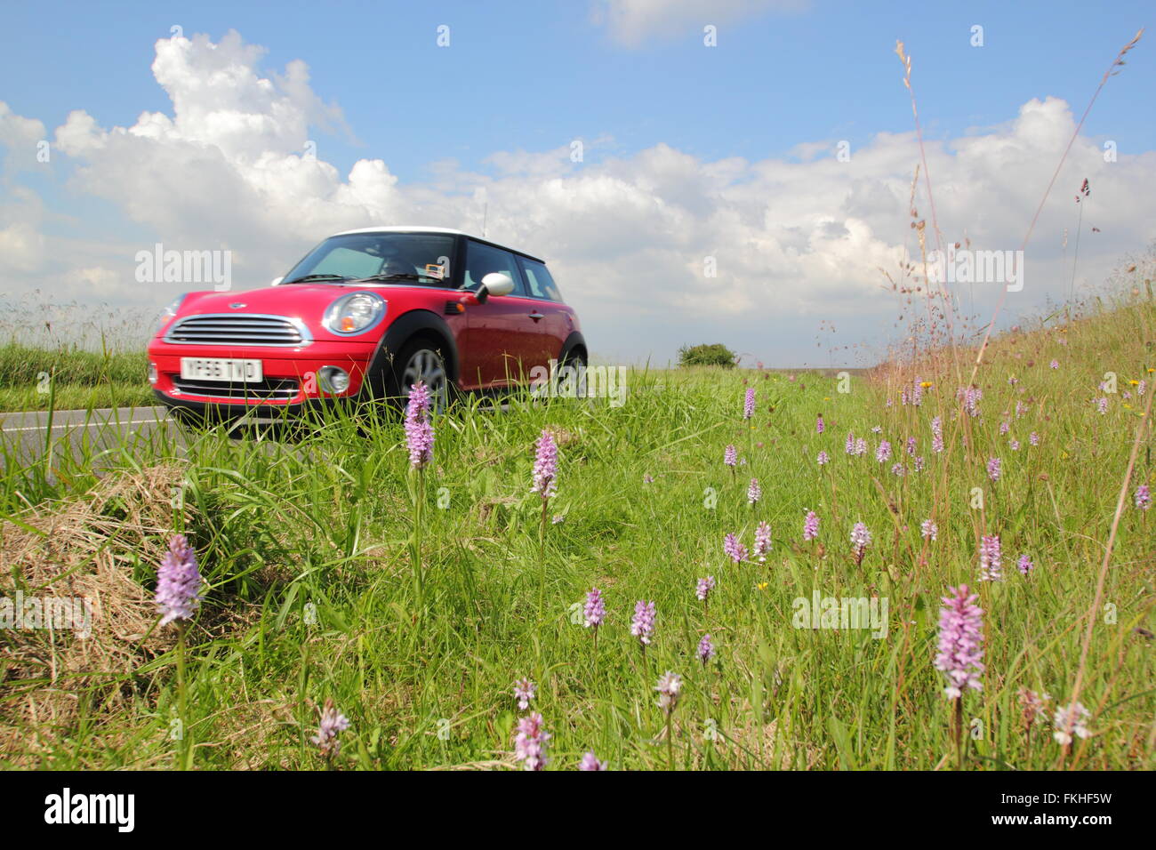 Wild orchids grow in a roadside verge in the Peak District, Derbyshire England UK Stock Photo