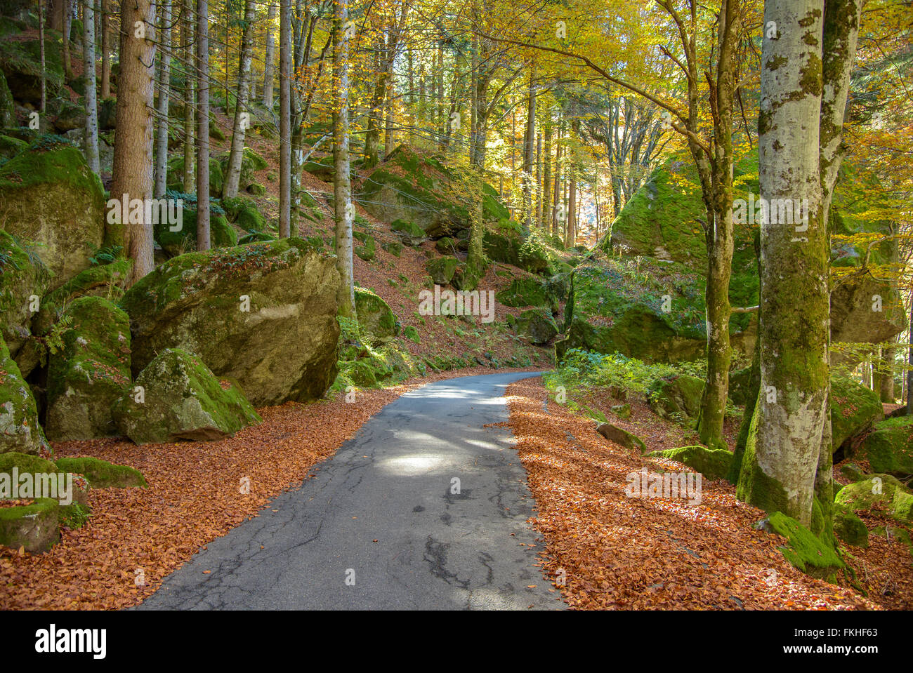 asphalt road in autumn forest Stock Photo - Alamy