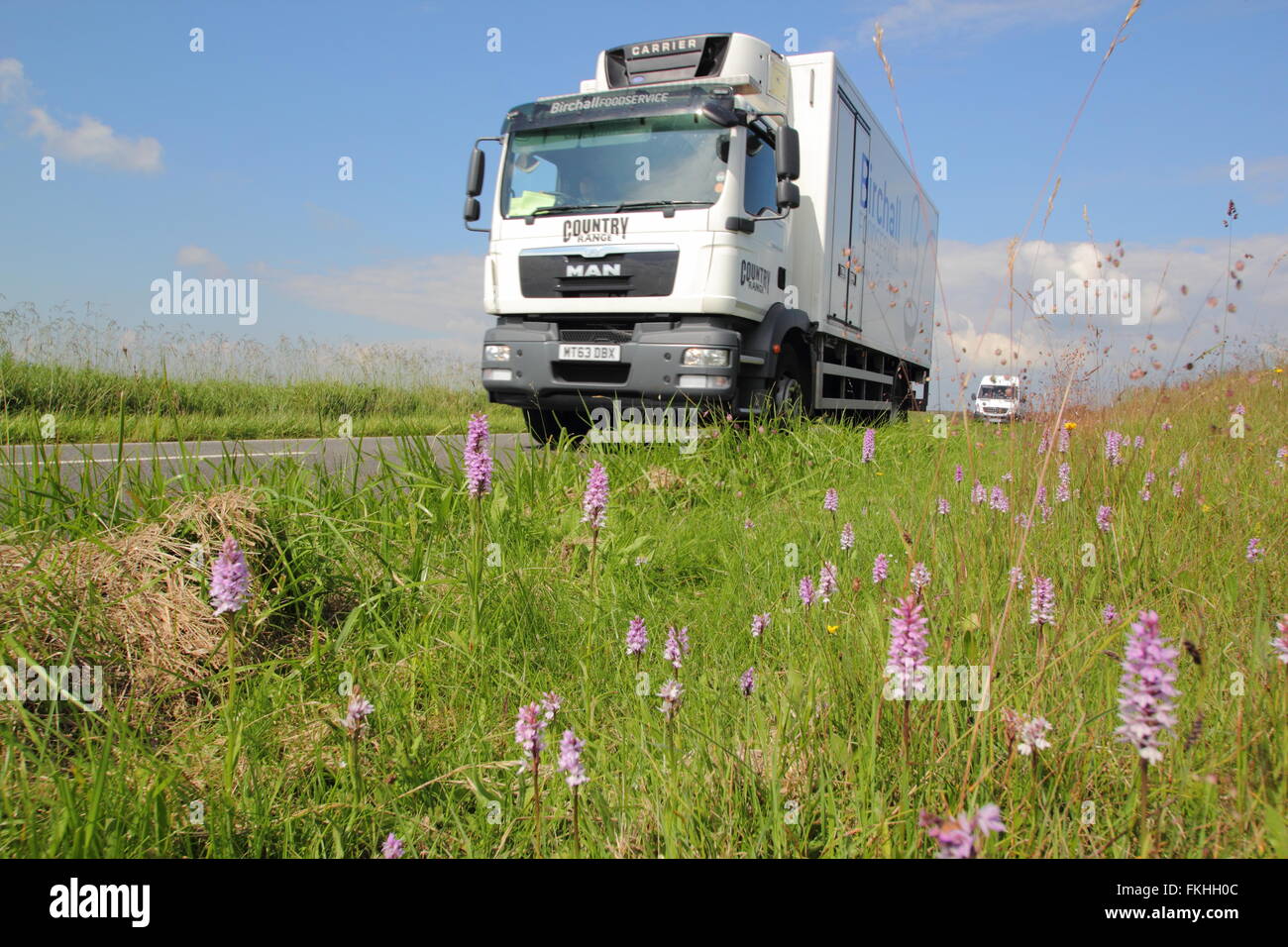 A lorry passes wild orchids growing in a roadside verge in the Peak District, Derbyshire England UK Stock Photo