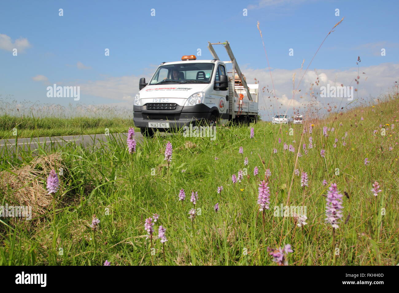 Wild orchids grow in a roadside verge in the Peak District, Derbyshire England UK Stock Photo