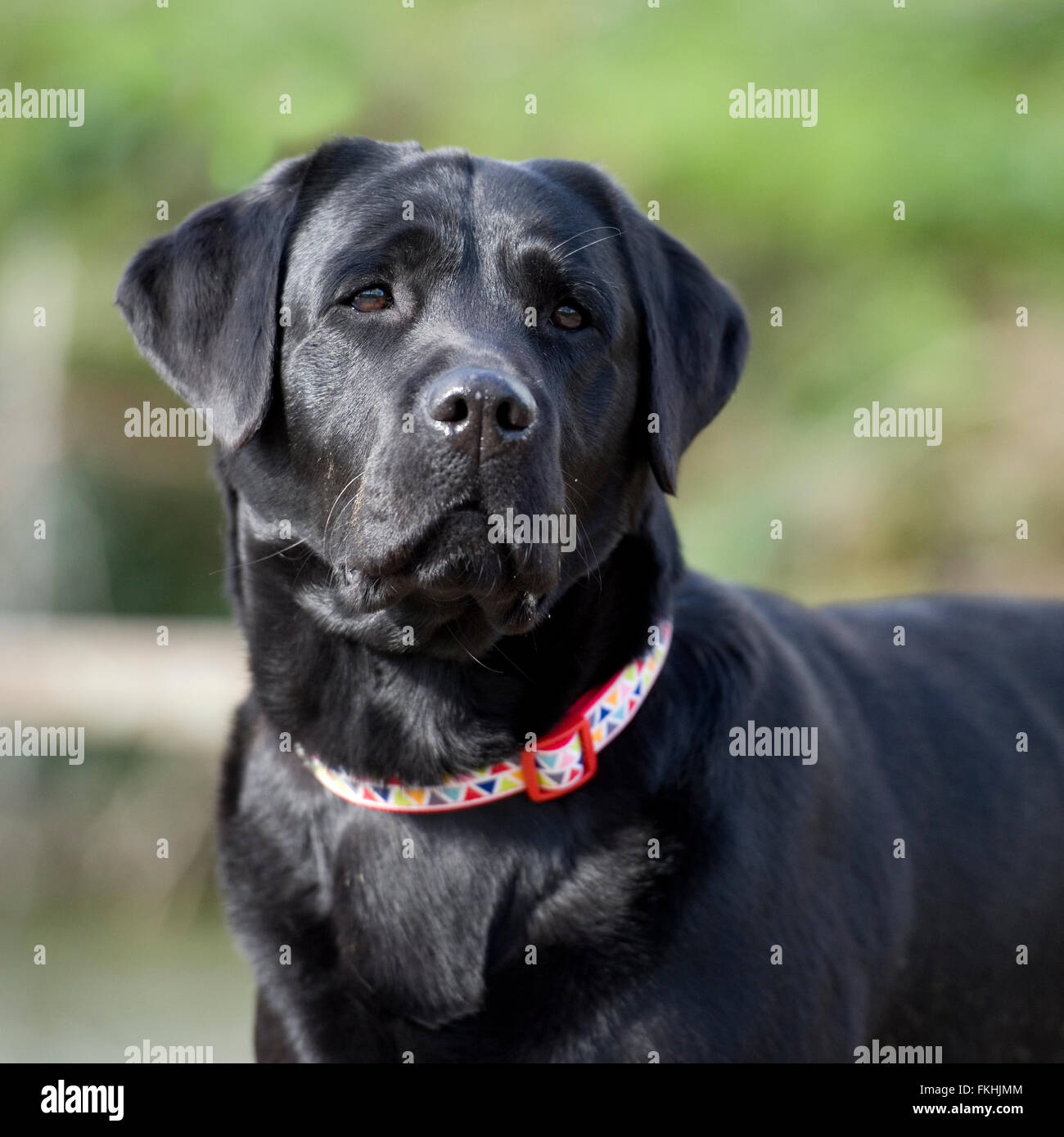 Black Male Dog High Resolution Stock Photography and Images - Alamy