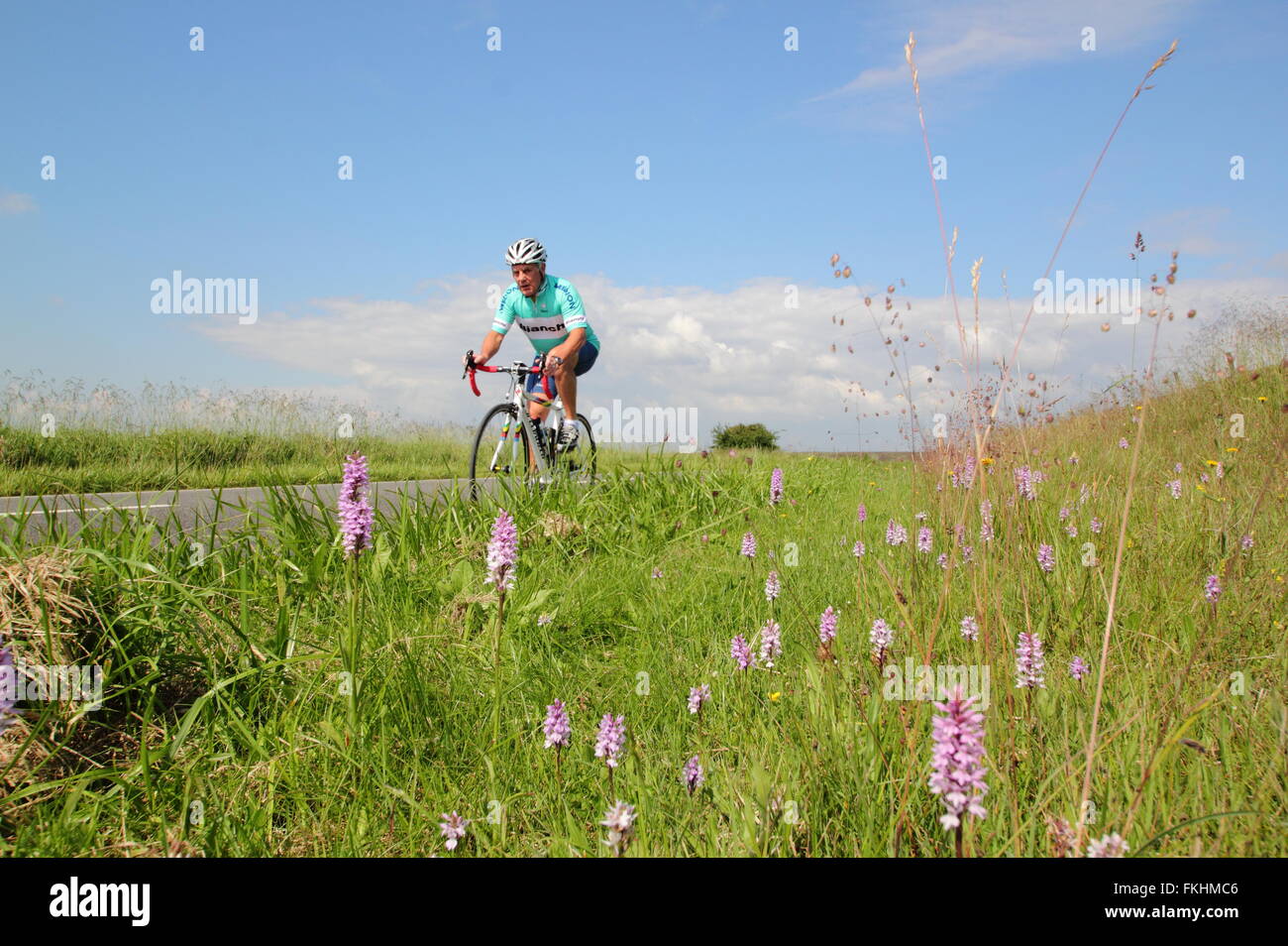 A senior male road cyclist passes wild orchids growing in a roadside verge in the Peak District near Sheffield England UK Stock Photo