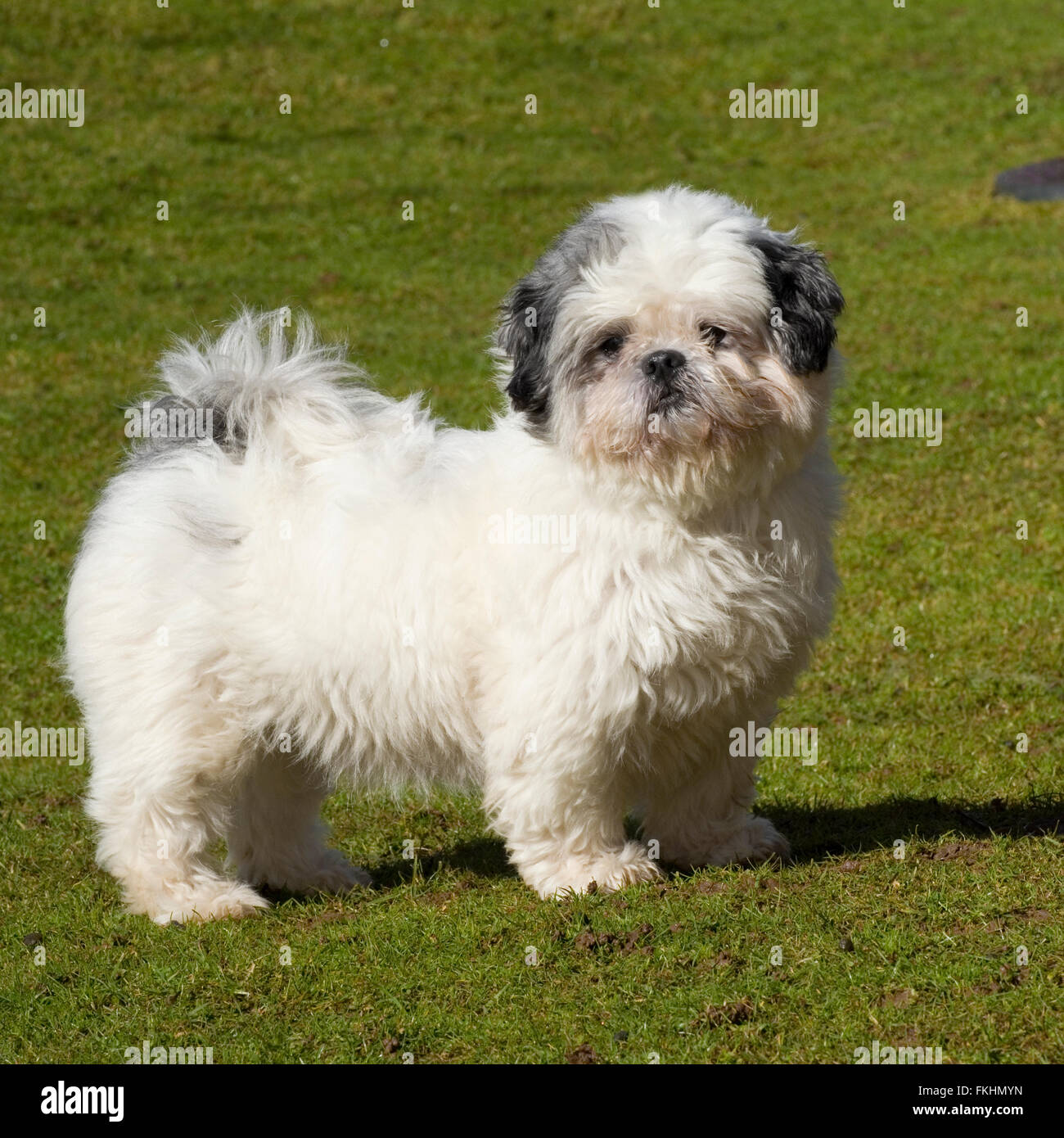 small grey and white dog