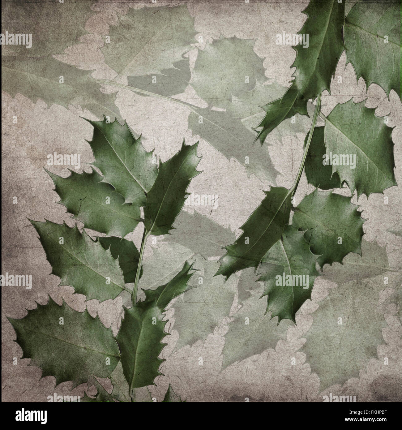 Vintage card with Holly Leaf Stock Photo - Alamy