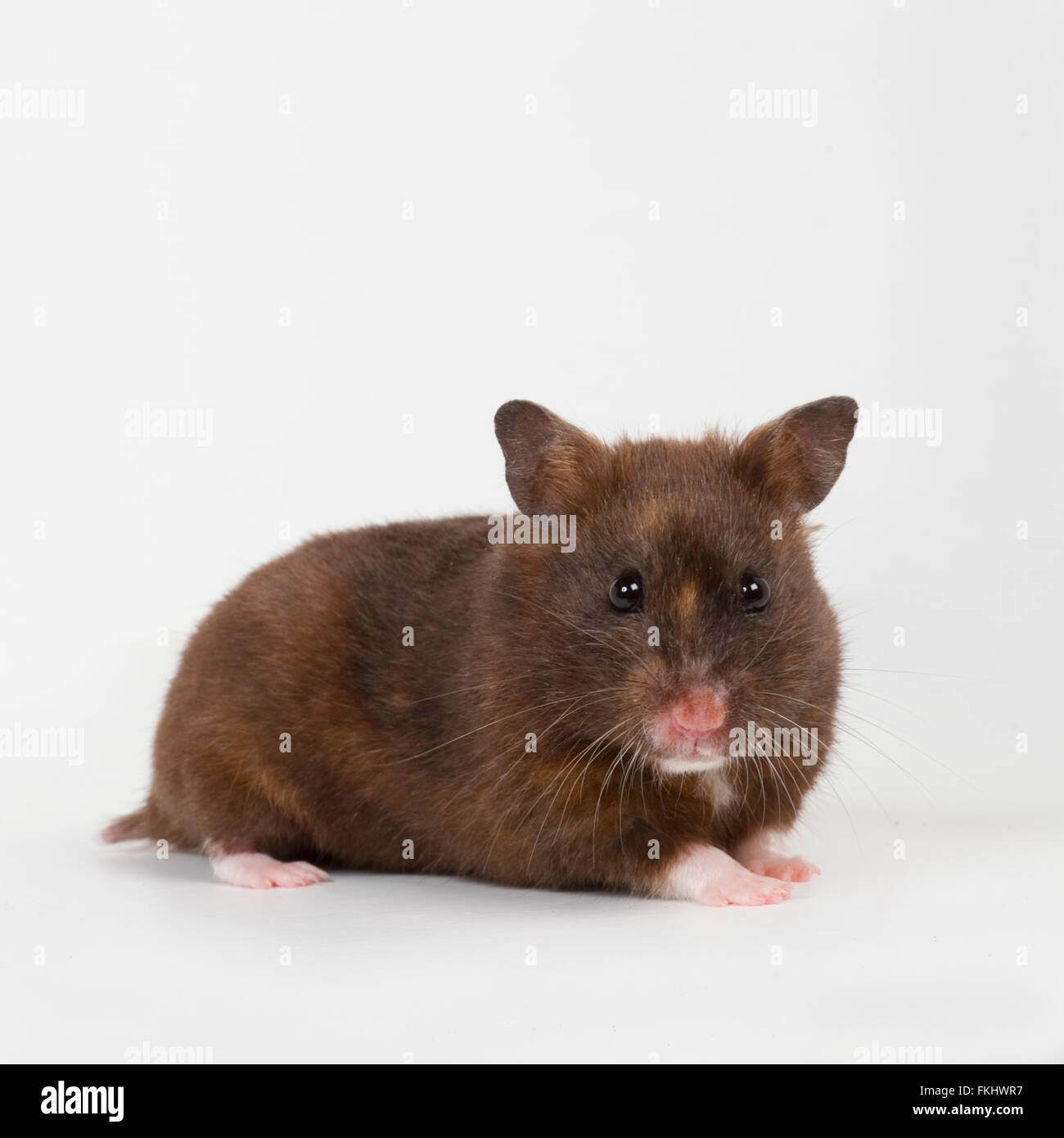 hamster Stock Photo