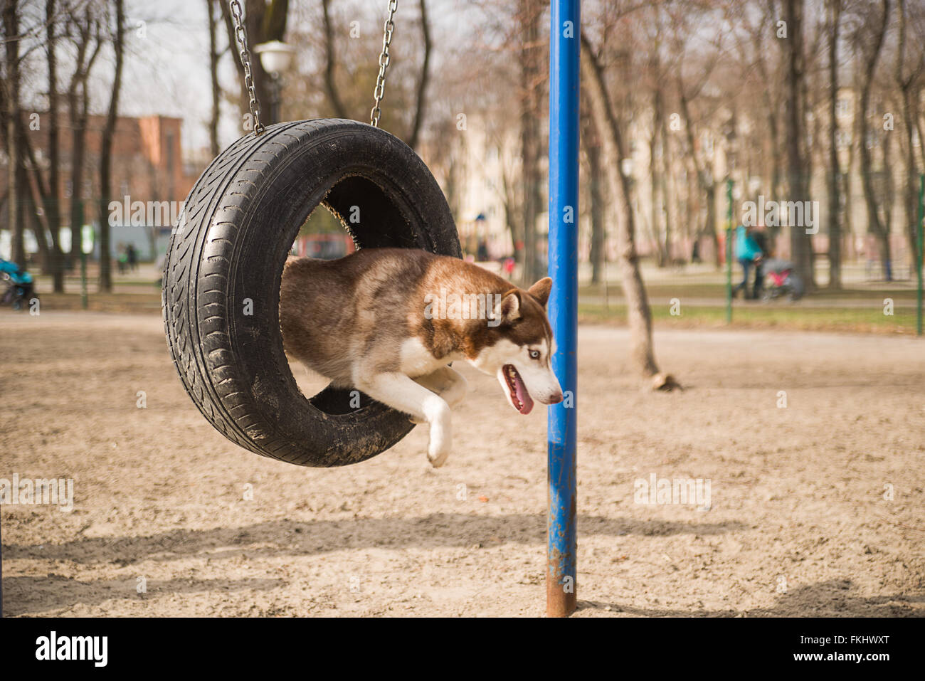 husky agility training