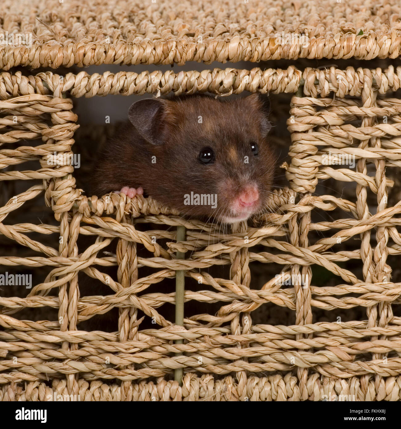 Hamster in basket Stock Photo