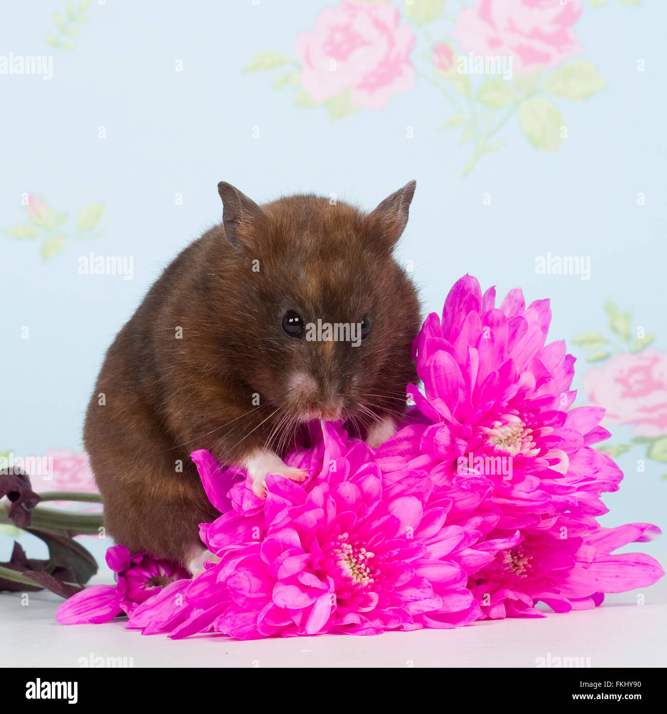 brown hamster eating a flower Stock Photo Alamy