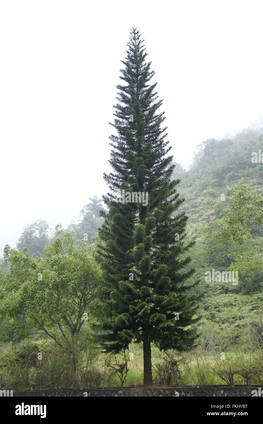 tall lone pine tree Stock Photo