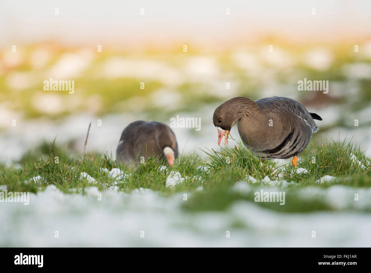 White-fronted Geese / Blaessgaense ( Anser albifrons ), arctic winter guests, grazing on grass of a pasture with rests of snow. Stock Photo