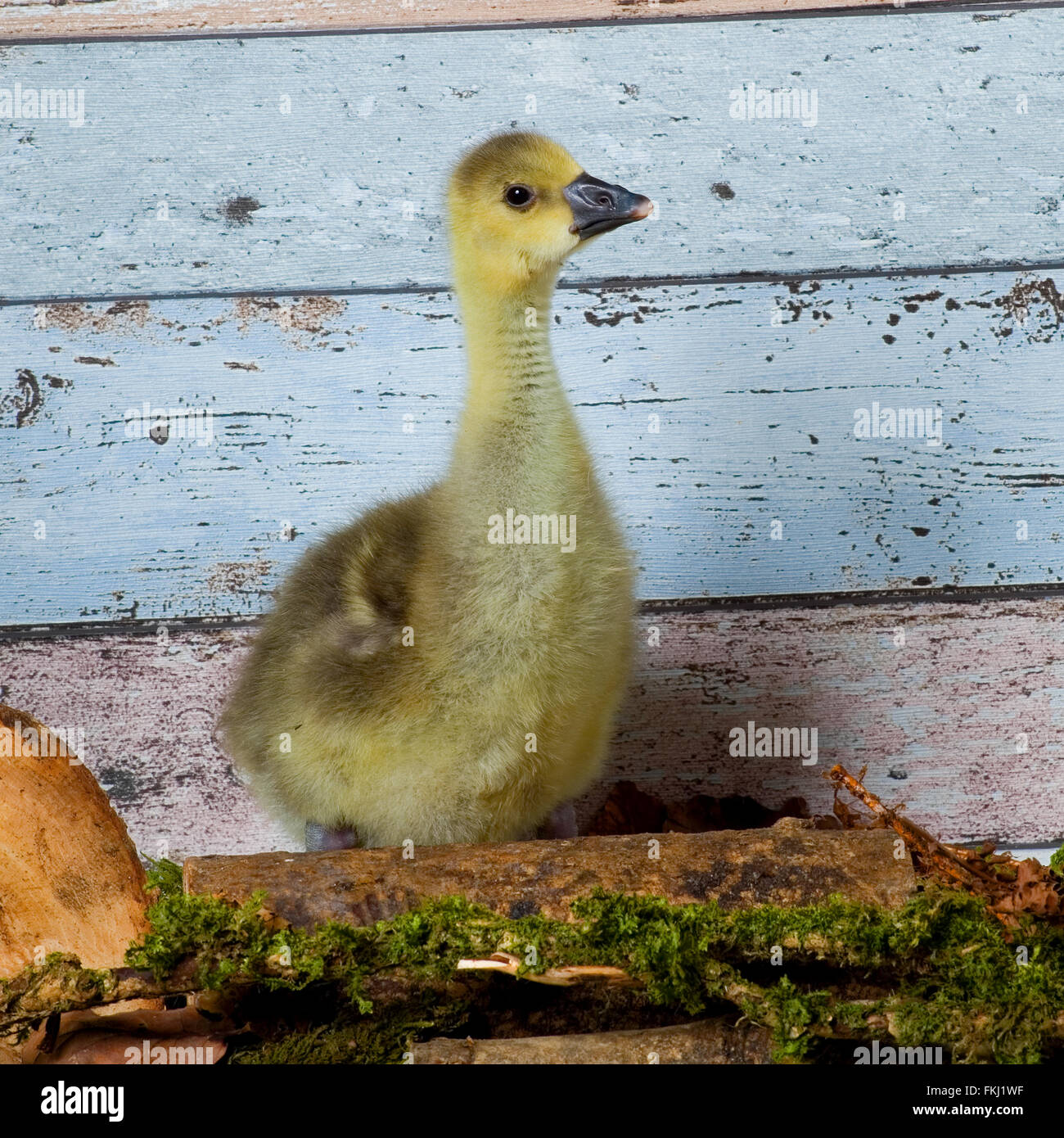 baby gosling Stock Photo