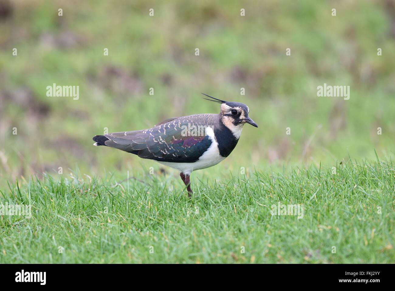A Lapwing feeding on a grazing marsh at Elmley Marsh, Kent, UK. Stock Photo