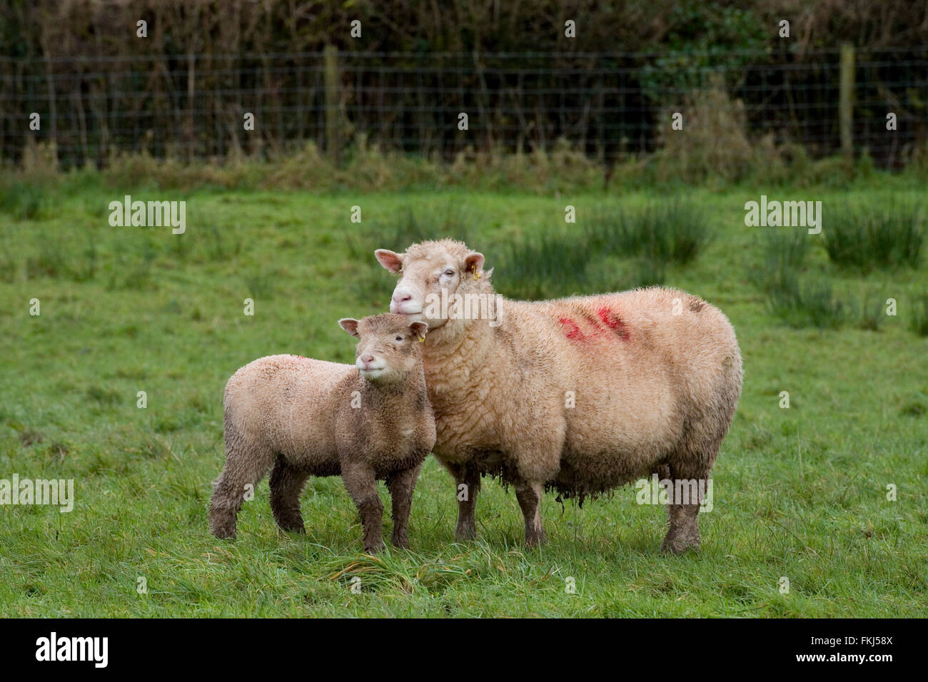ewe and her lamb standing in a field Stock Photo