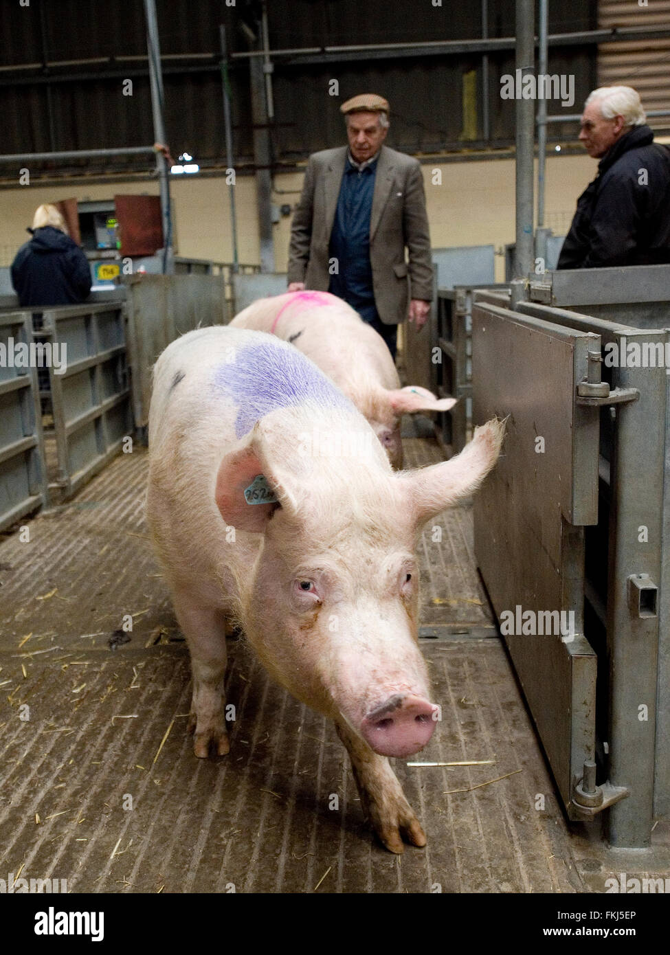 pigs at livestock market Stock Photo