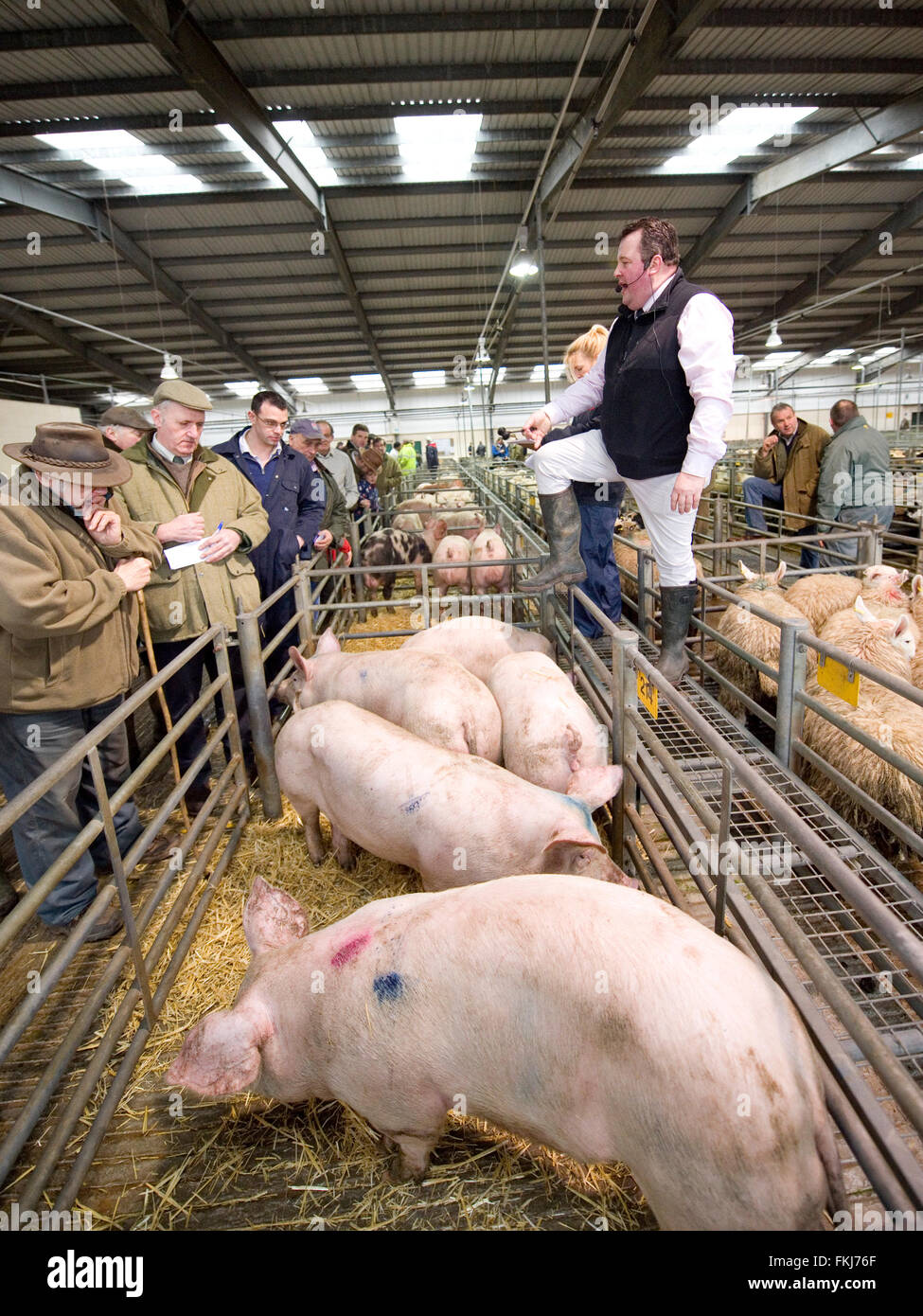 pig livestock auction Stock Photo