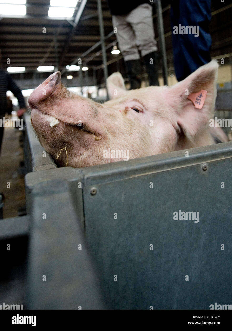Pig market hires stock photography and images Alamy