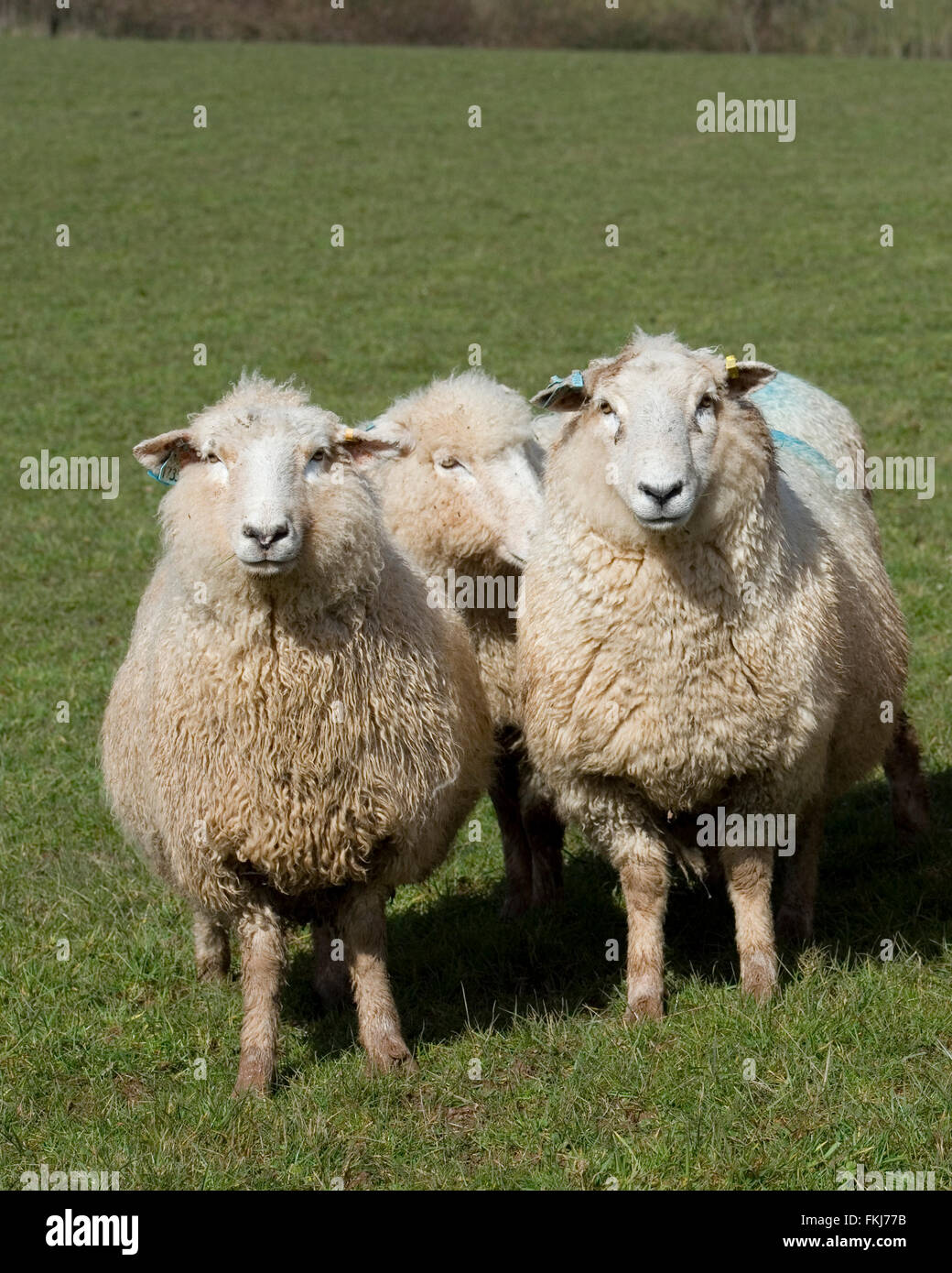 romney  ewes Stock Photo