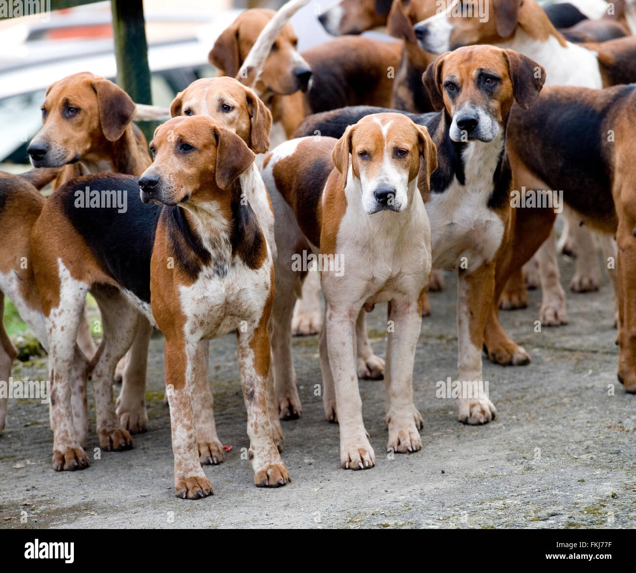pack of foxhounds Stock Photo