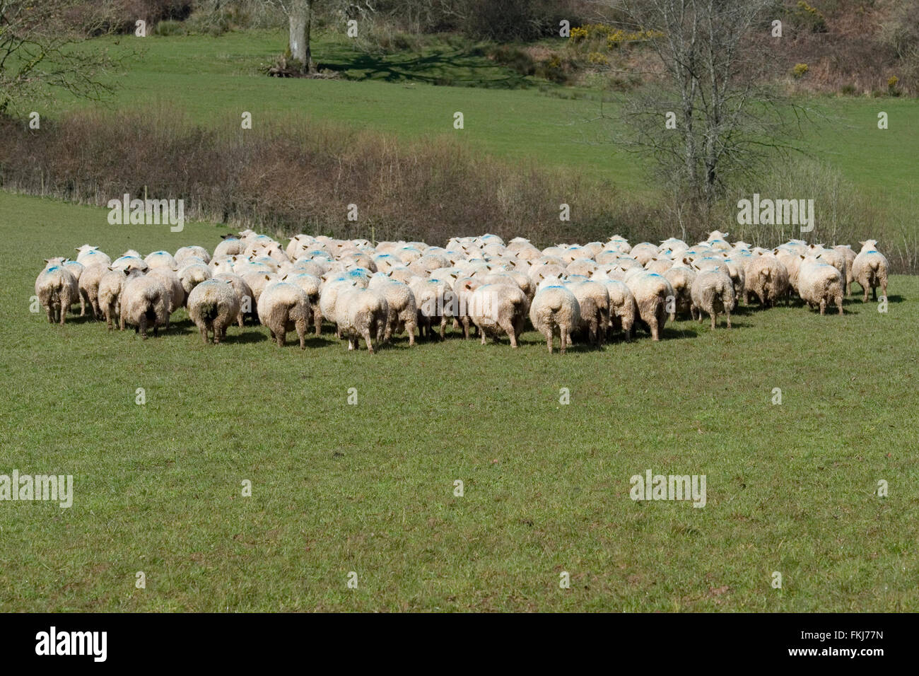 sheep running away Stock Photo