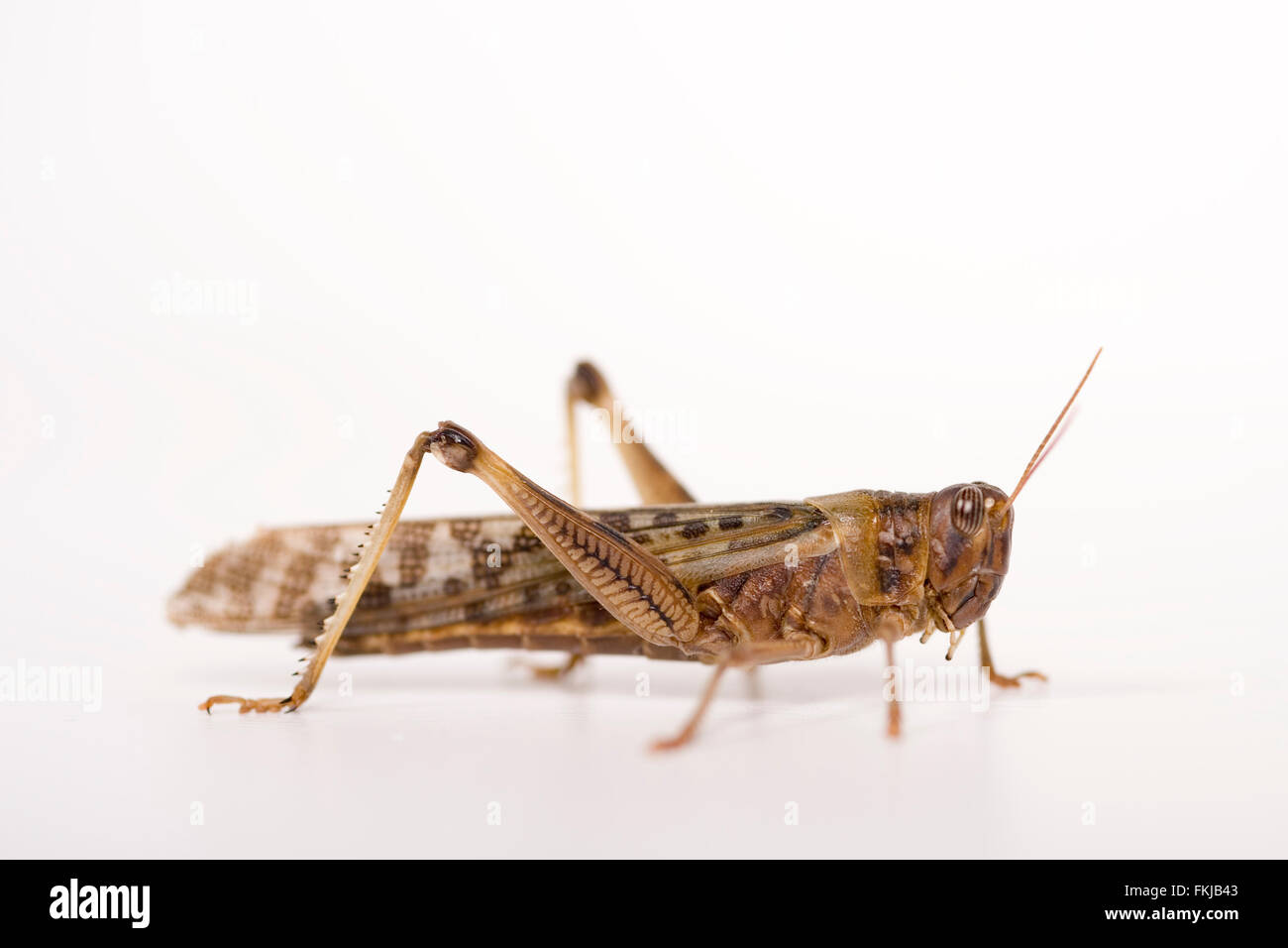 locust grasshopper Stock Photo