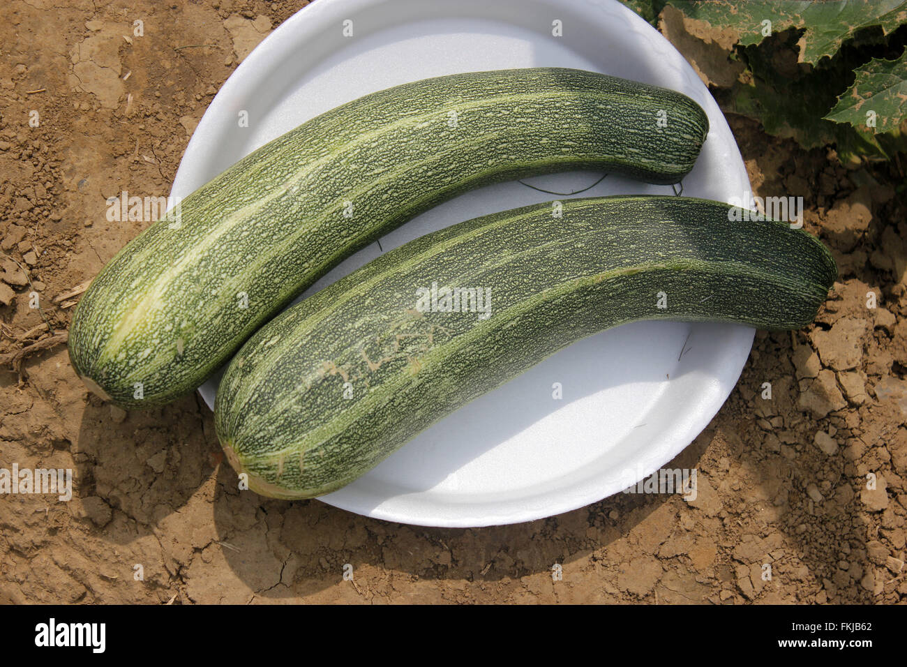 Cucurbita pepo, Australian Green summer squash, cultivar with