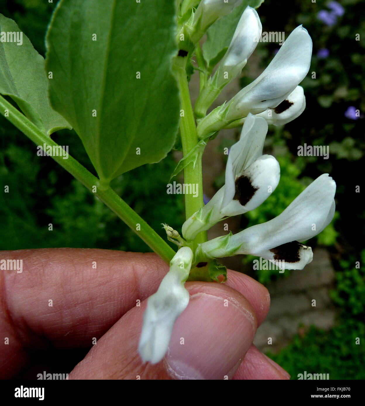 Broad bean, Fava bean,  Vicia faba, Fabaceae, cultivated herb, 1-4 pairs of leaflets, white flowers and turgid cylindrical pods Stock Photo