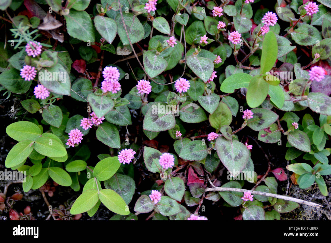 Persicaria capitata, Pink-headed knotweed, creeping perennial herb, leaves with two dark stripes,  pink flowers in heads Stock Photo