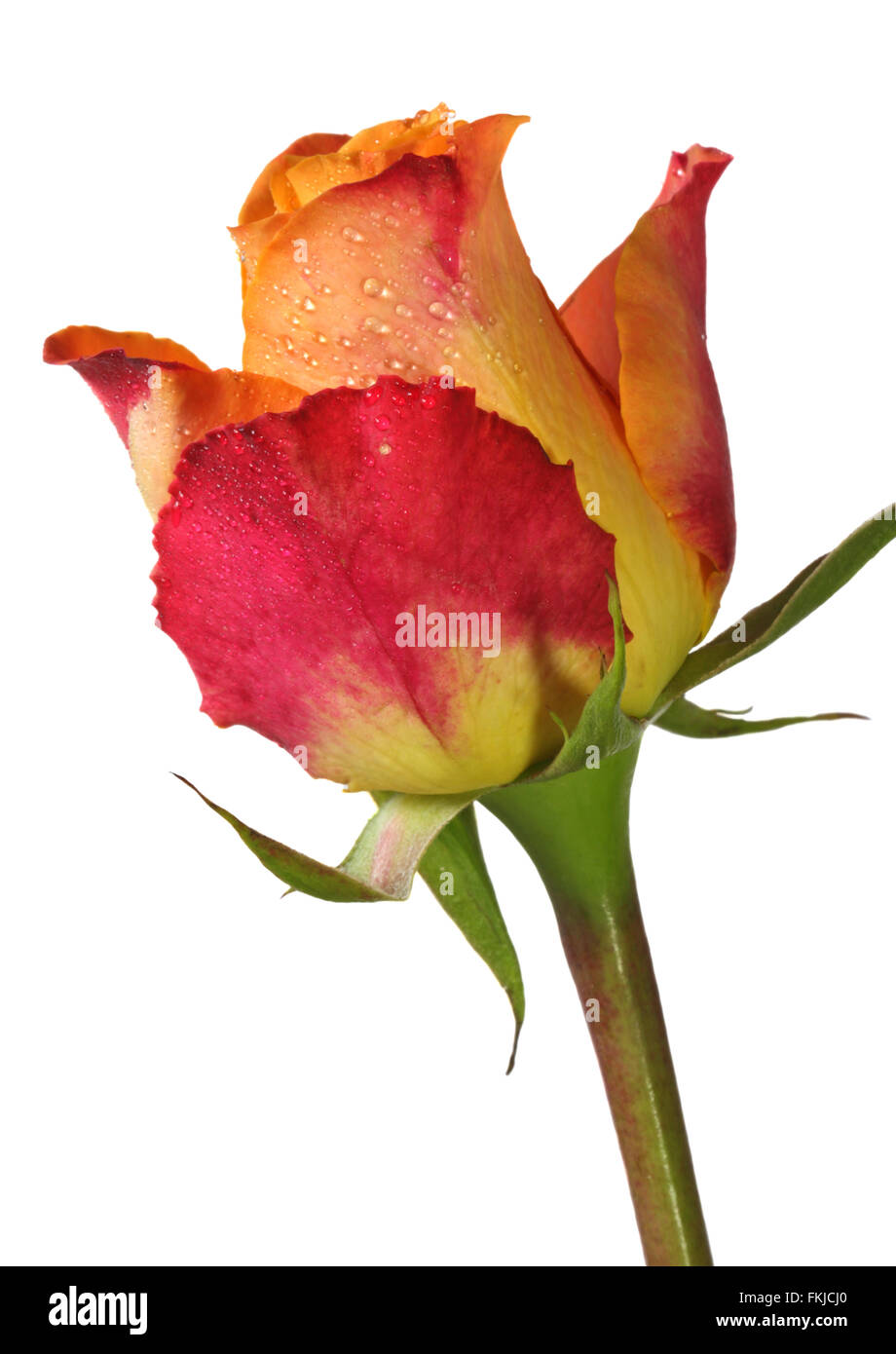 Red and Yellow Rose Stock Photo