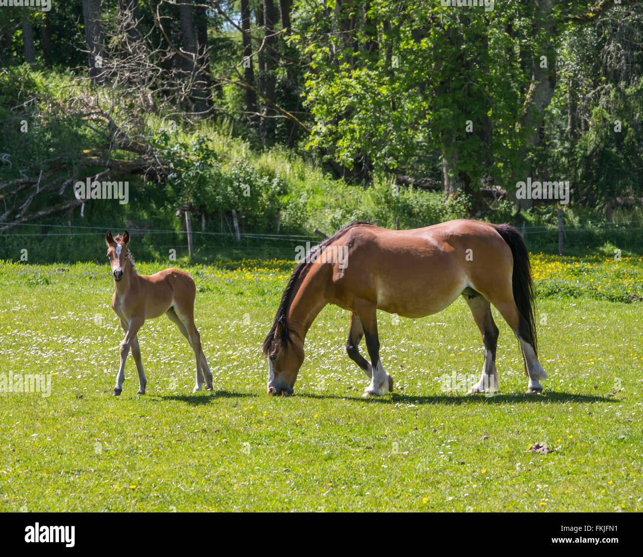Horse and it's young foal in a field in summer Stock Photo - Alamy
