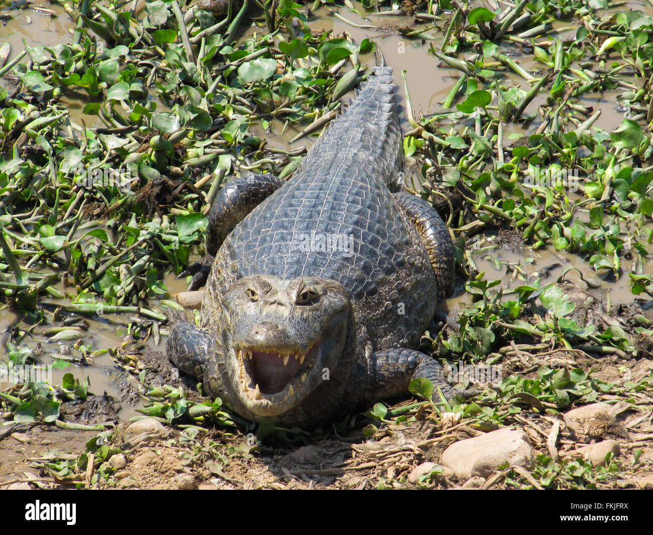 Large Caiman in the Pantanal, Mato Grosso Do Sul, Brazil Stock Photo