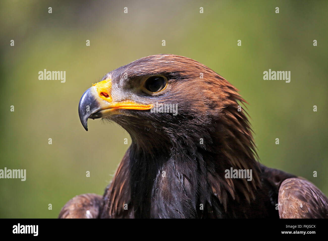 Golden Eagle, Germany, Europe / (Aquila chrysaetos Stock Photo Alamy