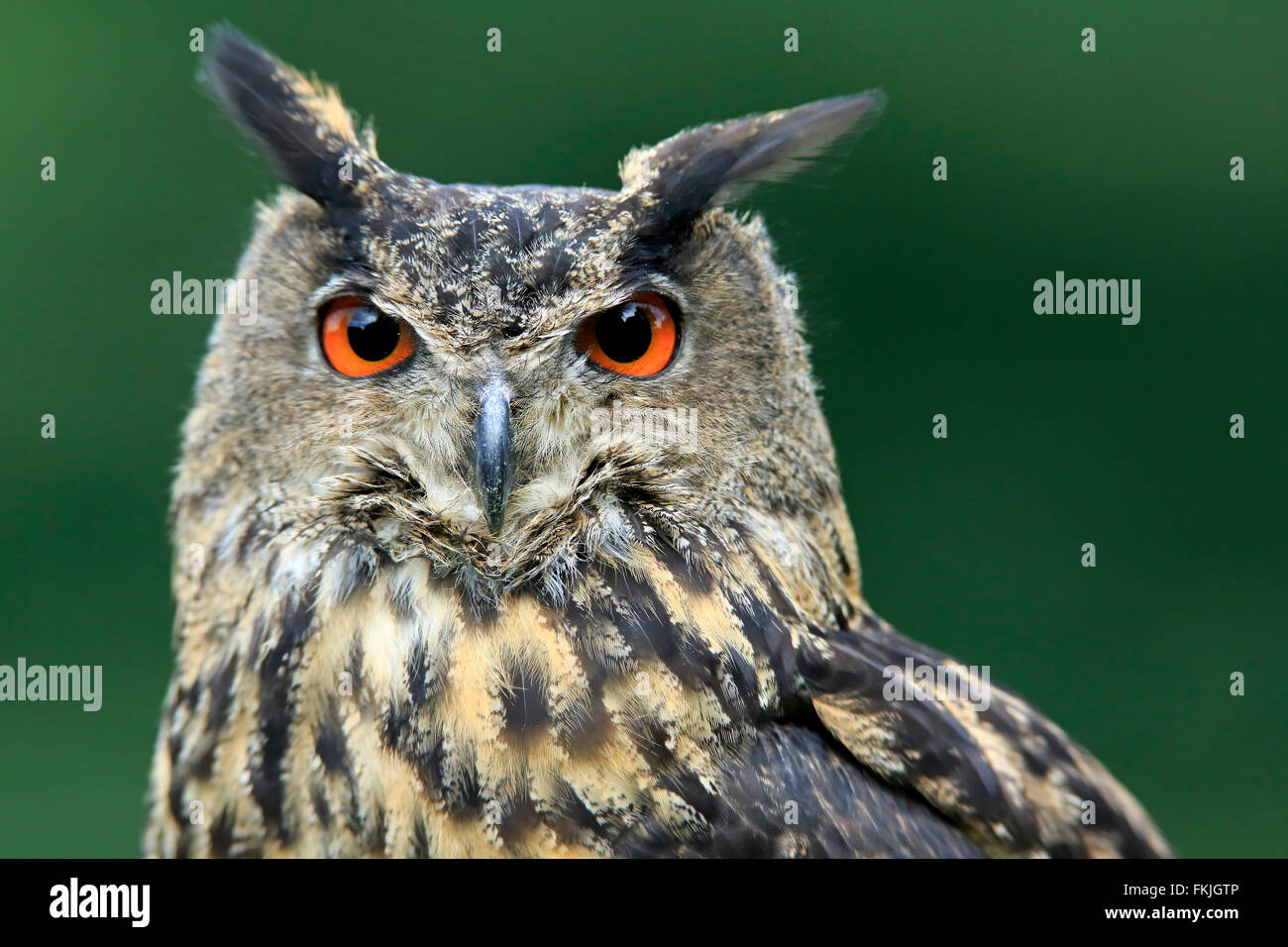 Eagle Owl, Eifel, Germany, Europe / (Bubo bubo) Stock Photo