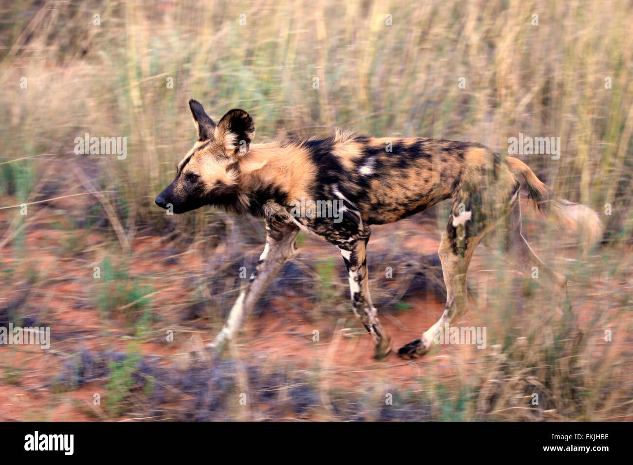 African Wild Dog, adult hunting, Tswalu Game Reserve, Kalahari