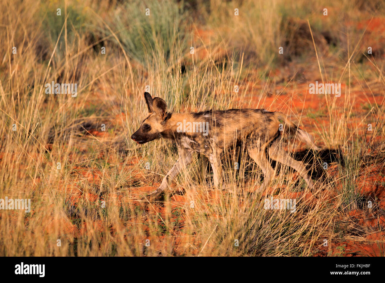 African Wild Dog, adult hunting, Tswalu Game Reserve, Kalahari
