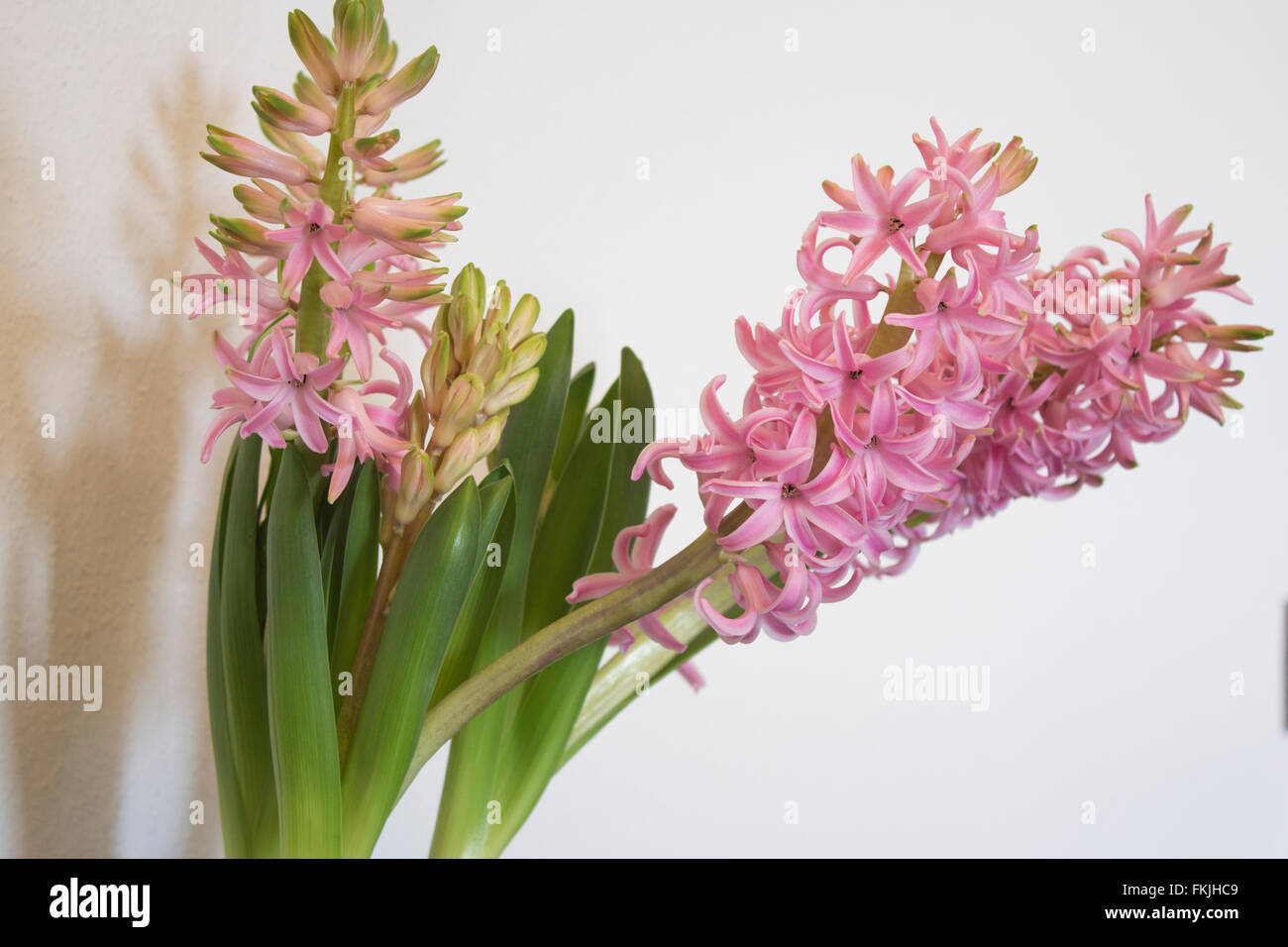 Bloom pink hyacinth Stock Photo