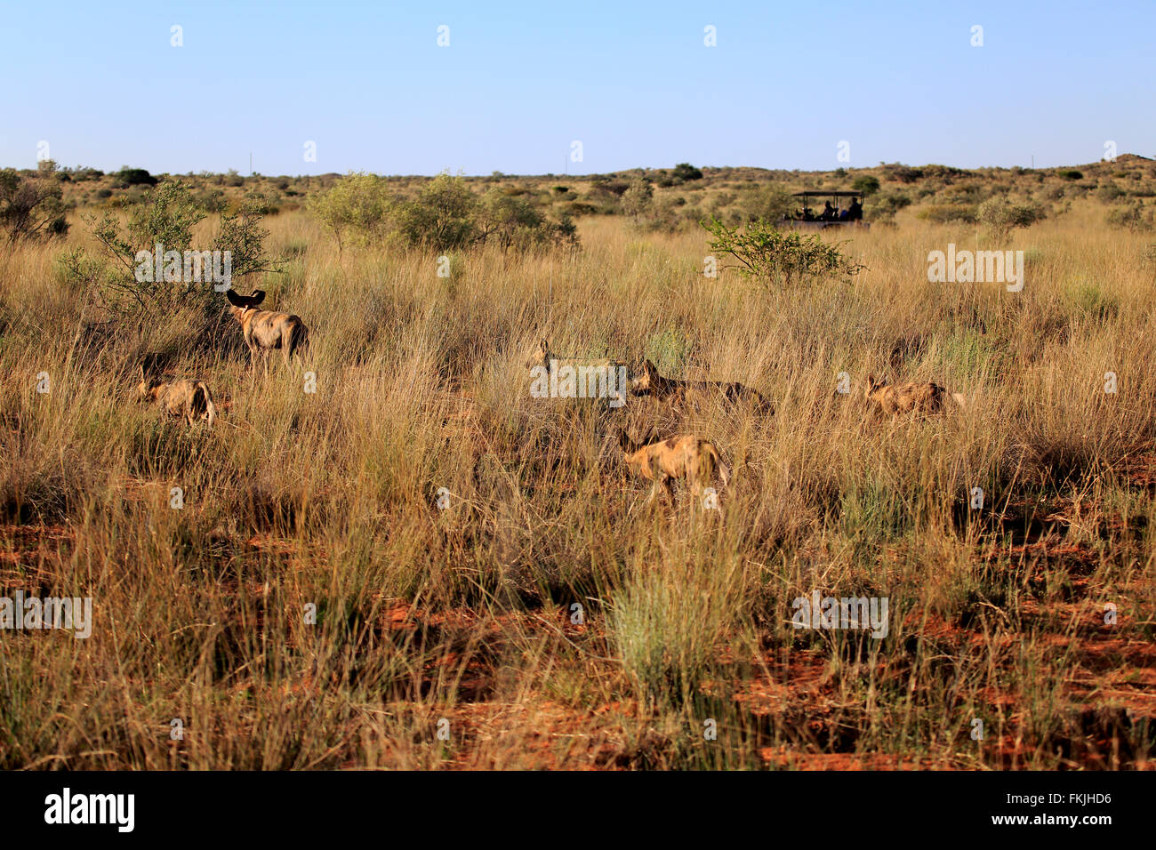 African Wild Dog, group hunting, pack running, Tswalu Game Reserve