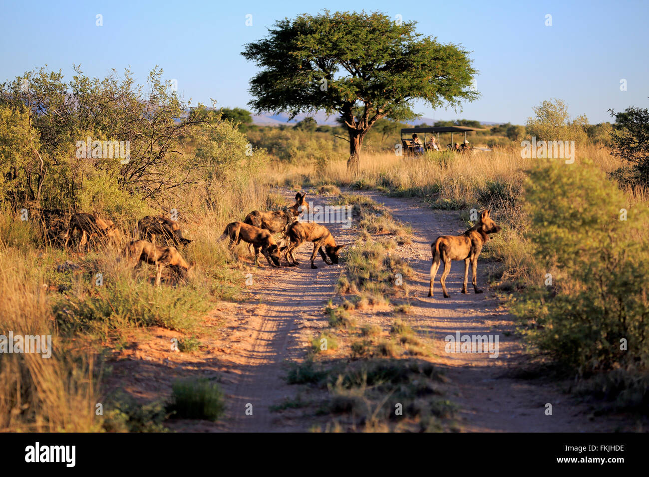 African Wild Dog, pack hunting, Game drive vehicle, Tswalu Game Reserve