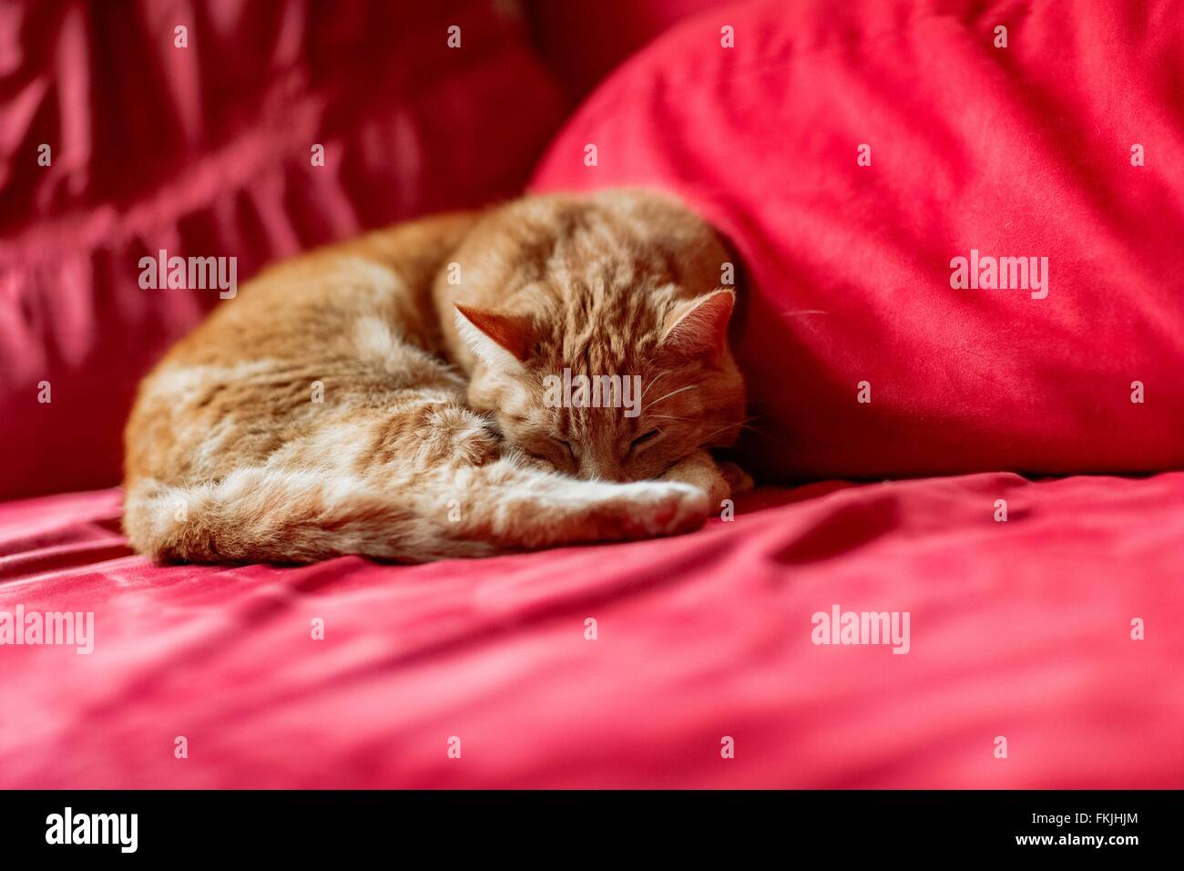 A cat sleeping on a red sofa Stock Photo