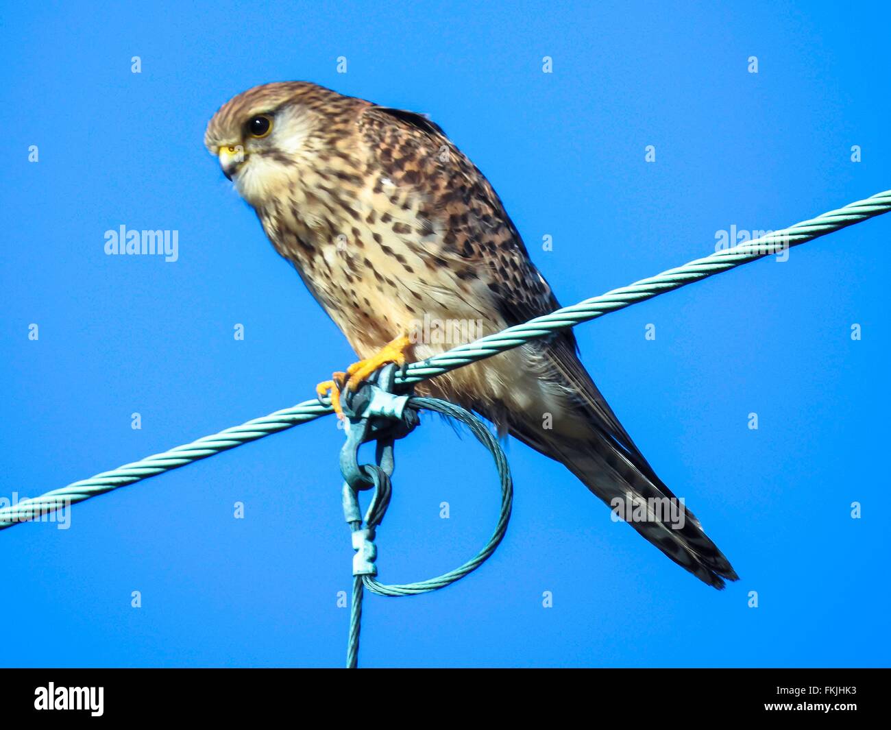 Kestrel on overhead contact line, february 2016 Stock Photo