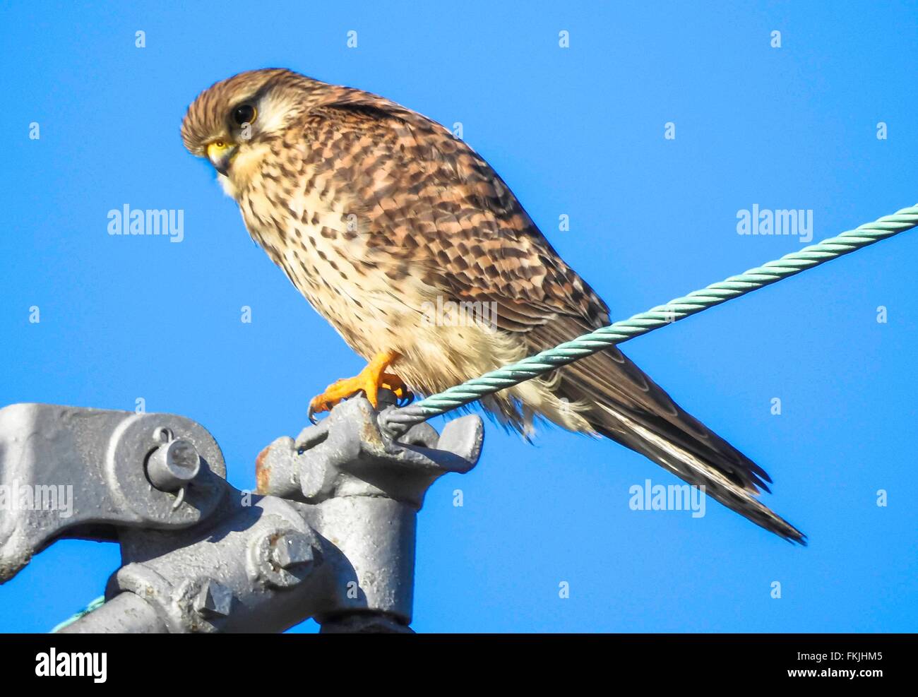 Kestrel on overhead contact line, february 2016 Stock Photo