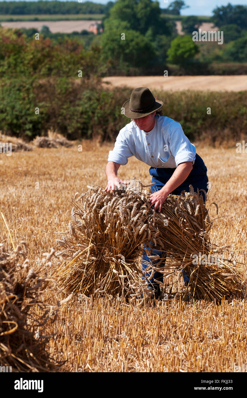 Lady gathering harvested wheat into Stooks. Old fashioned way of storing crops. Stock Photo