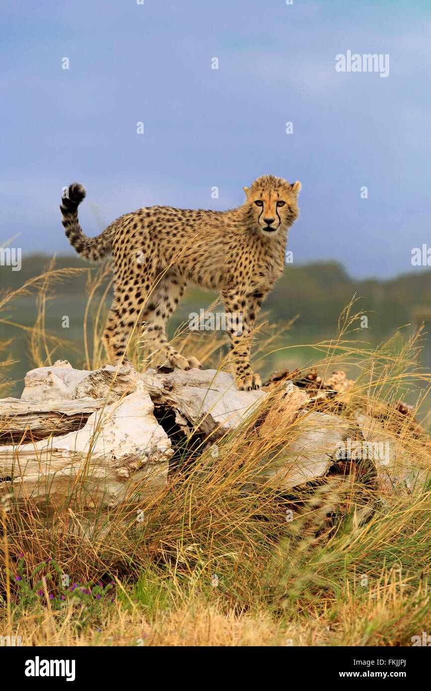 Cheetah, subadult alert, Western Cape, South Africa, Africa / (Acinonyx jubatus) Stock Photo