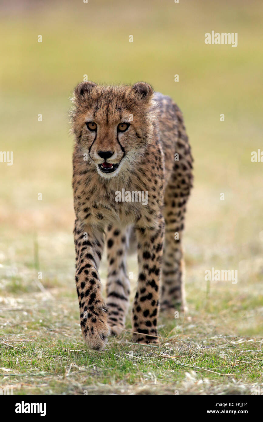 Cheetah, subadult stalking alert, Western Cape, South Africa, Africa / (Acinonyx jubatus) Stock Photo