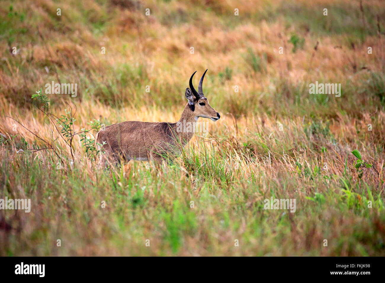 Reedbucks High Resolution Stock Photography and Images - Alamy