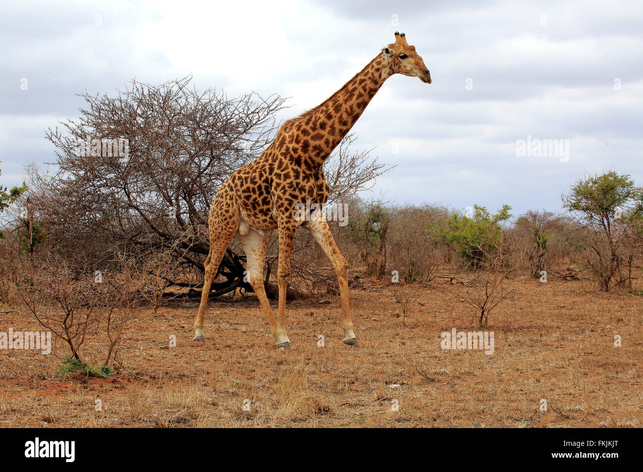 Cape Giraffe, adult, Kruger Nationalpark, South Africa, Africa / (Giraffa camelopardalis giraffa) Stock Photo